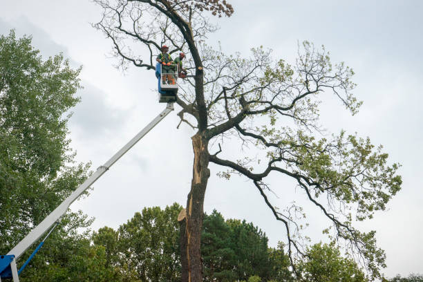 Best Tree Removal  in Elgin, IL