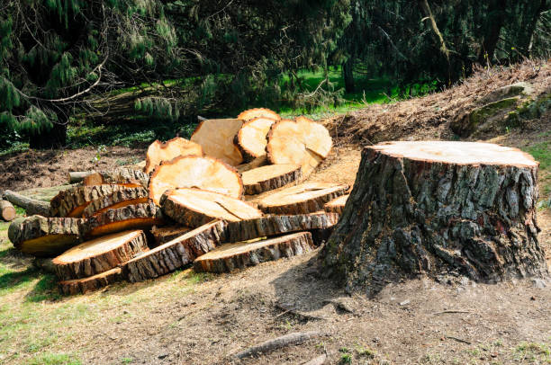 Best Tree Preservation Services  in Elgin, IL